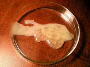 human_semen_in_petri_dish.jpg
